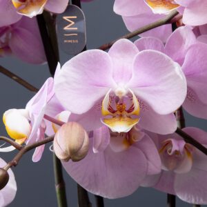 Care tips for your orchid