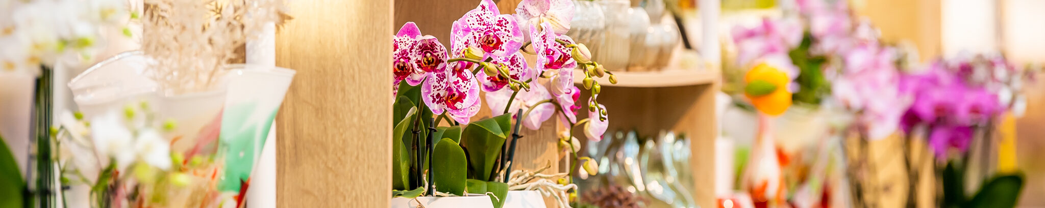 Orchid Store