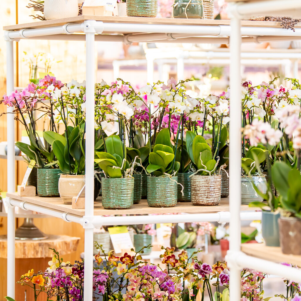 Orchid Store