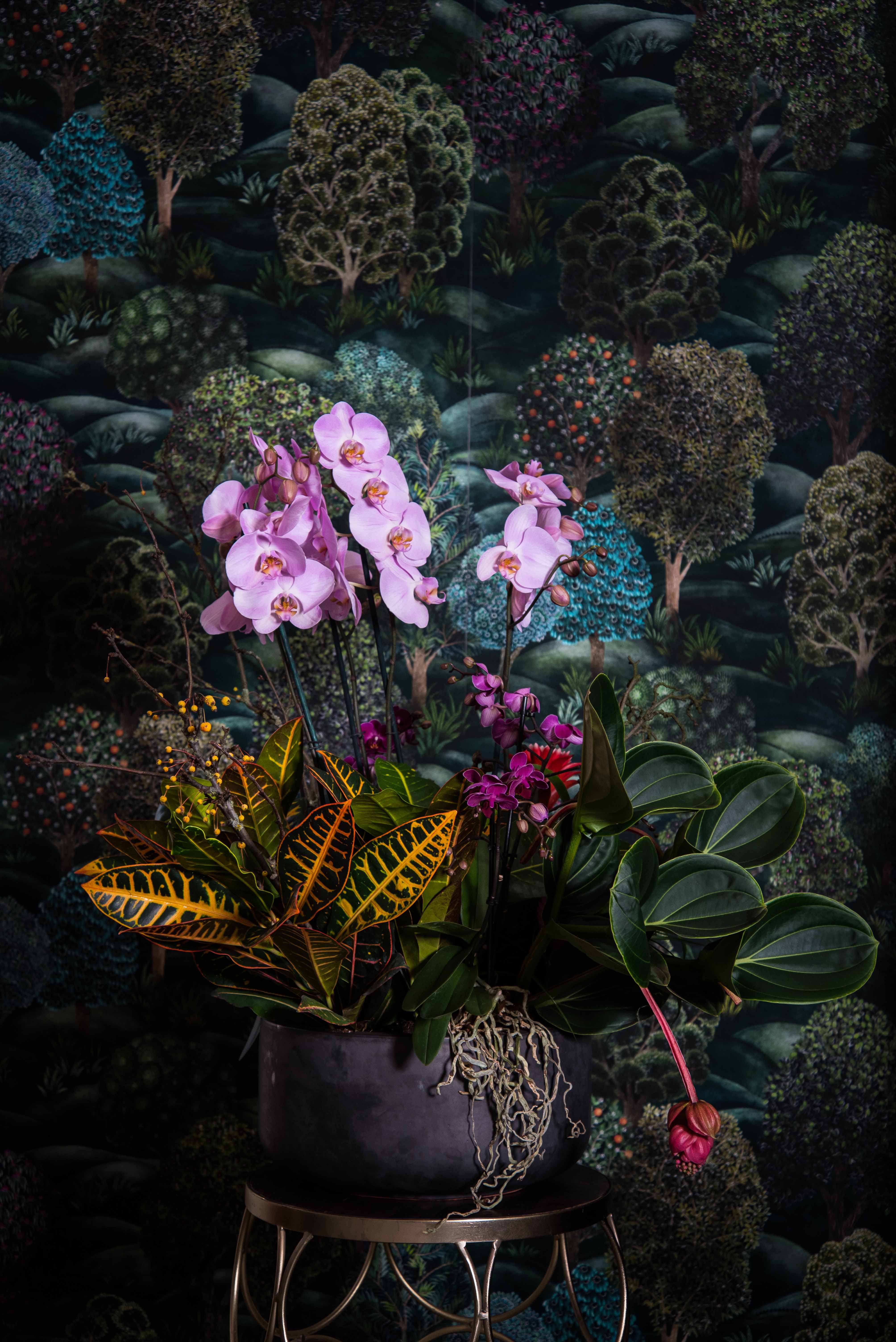 DIY: Plant arrangement with orchid