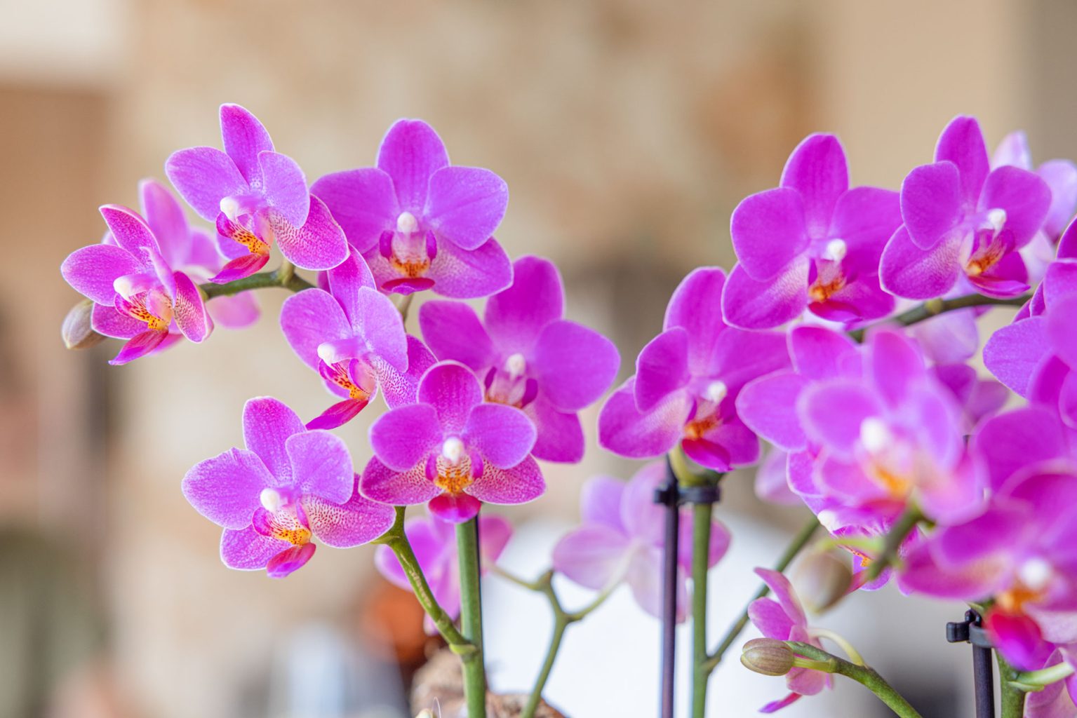 Internationale Dag van de Orchidee