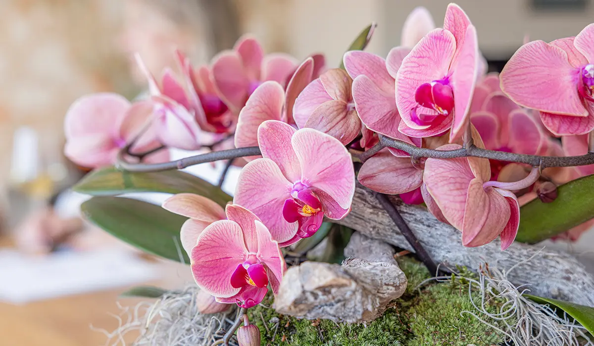 La mimesi creativa delle orchidee - Vìride – Critica del giardino