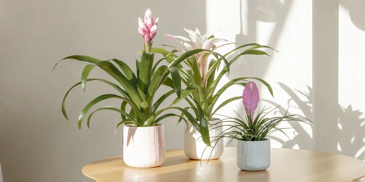 Verzorging bromelia