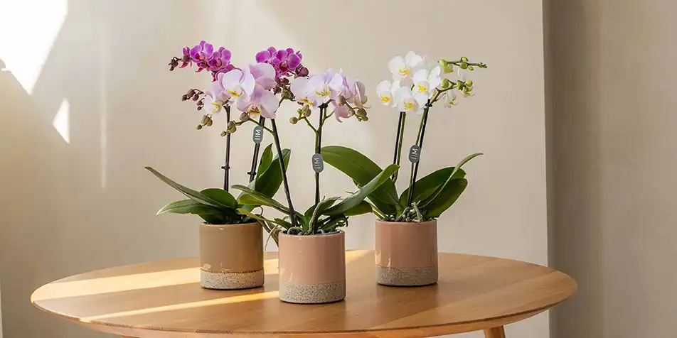 Verzorging orchidee