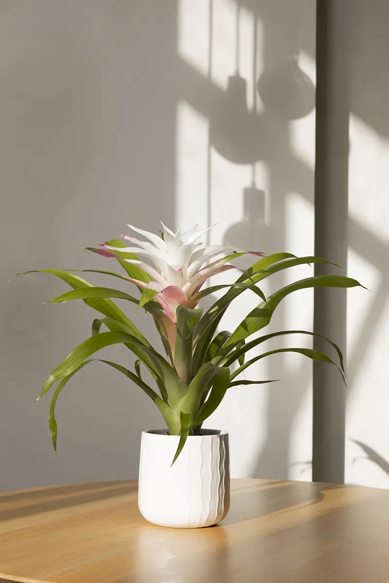 Grower Bromelia Specialist